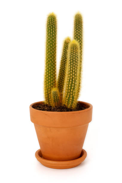 istock Spiky cactus in plant pot isolated on completely white background. 1322476988