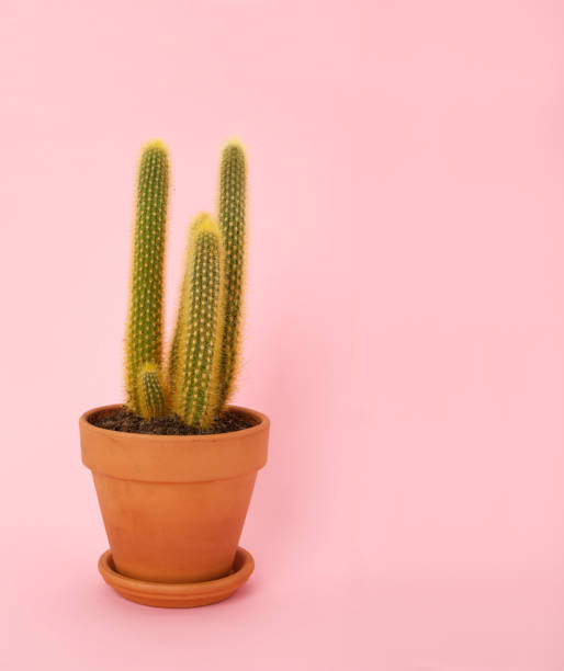 istock Trendy tropical cactus on pink paper background. 1322476997