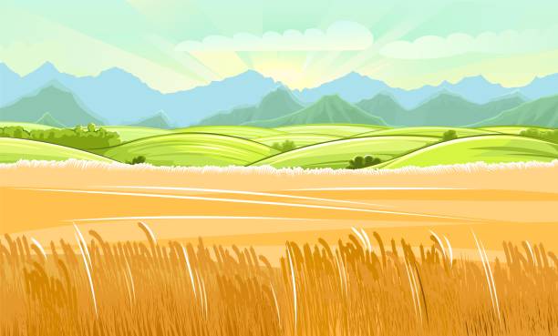 밀밭. 시골 마을 풍경. 초원 언덕과 목초지. 시리얼의 귀 : 보리, 호밀. 여름 소박한 농장 풍경. 수평선에 산이 있습니다. 그림. 벡터 - barley grass field green stock illustrations