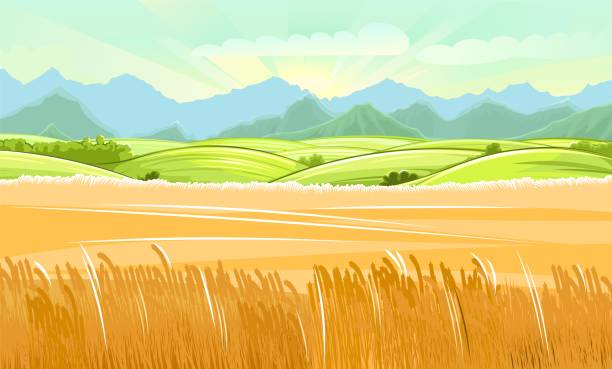 ilustrações de stock, clip art, desenhos animados e ícones de wheat fields. rural village landscape. meadow hills and pastures. ears of cereals: barley, rye. summer rustic farm landscape. there are mountains on the horizon. illustration. vector - barley grass field green