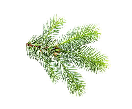 Fir tree branch isolated on white background. branch of young green spruce.