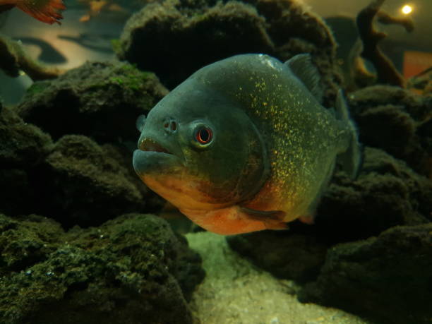 istock Hunter of the Water 1322481225