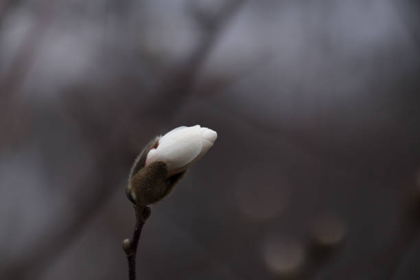 istock White magmolia flower tree branch, spring blossom 1322481890