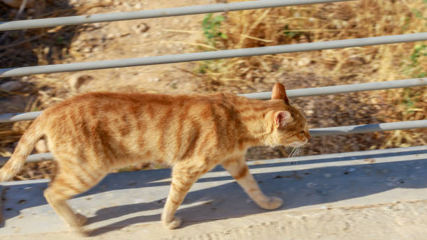 istock Ginger cat walks front of the steel bars 1322484307