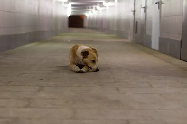 Photo of Homeless dog in the tunnel. The dog lives on the street.