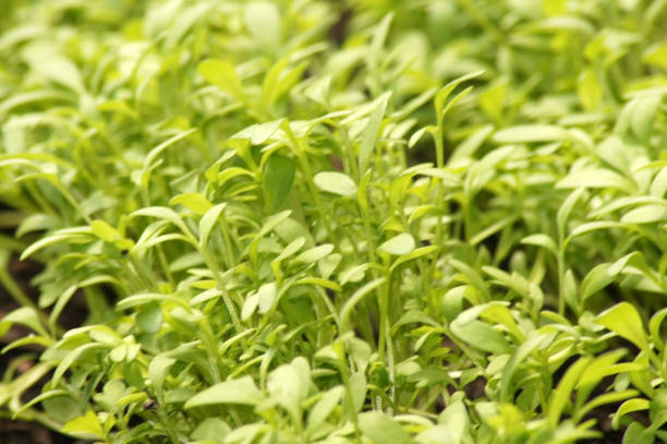 istock Fresh garden cress Lepidium sativum as background 1322485333