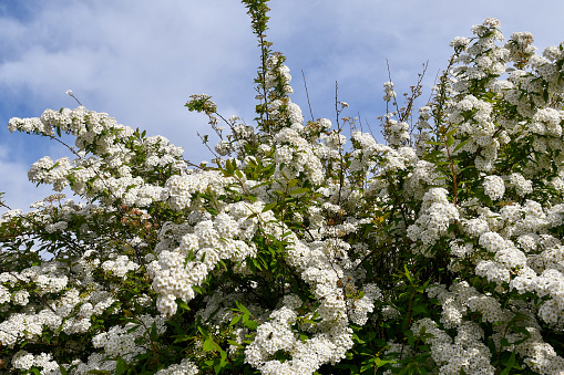 Spiraea, commonly known as meadowsweets or steeplebushes, is a genus of about 80 to 100 species of shrubs in the family Rosaceae. The many small flowers of Spiraea shrubs are clustered together in inflorescences, usually in dense panicles, umbrella-like corymbs, or grape-like clusters.