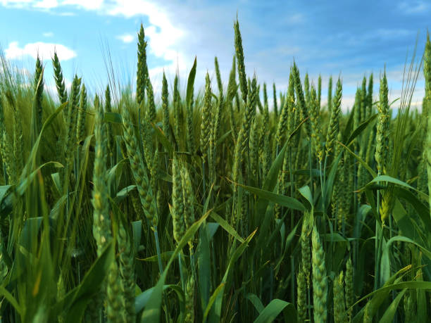istock fresh green wheat field during summer day. 1322486415