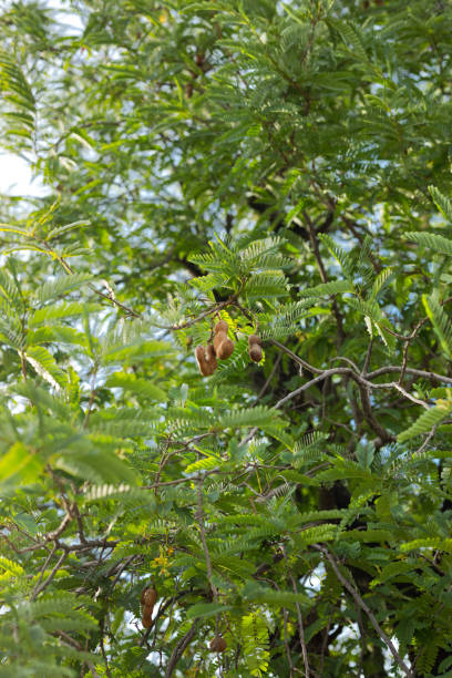 Below tropical tamarind tree in Thailand