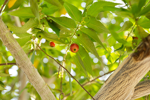 Below carissa carandas plum tree twigs in Thailand