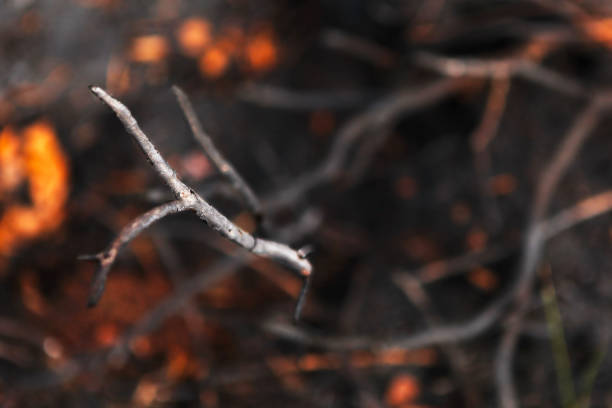 istock Forest fire. Burnt tree branch against the background of a burnt forest. 1322488396