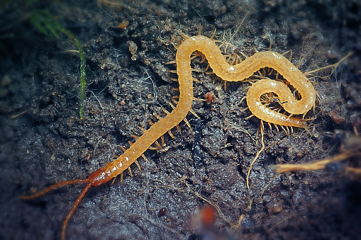 Close up macro of American giant millipede - Narceus americanus - crossing dirt road.  an arthropod native to eastern part of north america.