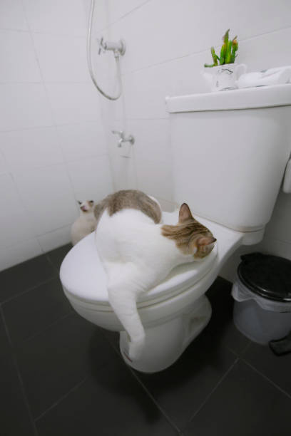 istock white cat sleeping on the toilet 1322489069