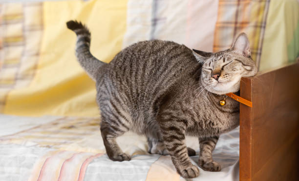 il comportamento del gatto che si strofina contro gli oggetti per mostrare il territorio. - rubbing foto e immagini stock