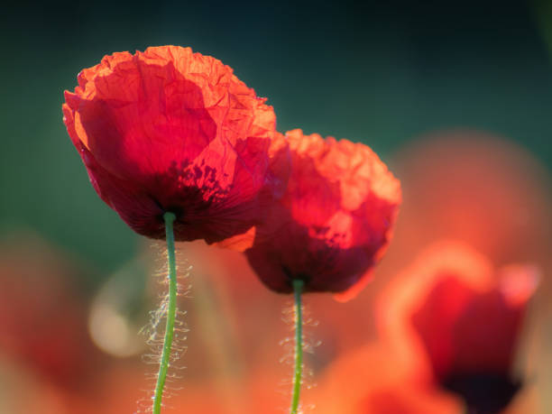 istock poppy flowers blur 1322489797