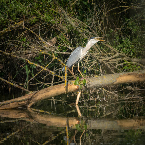 istock Great heron egret with big fish in his beak 1322489910