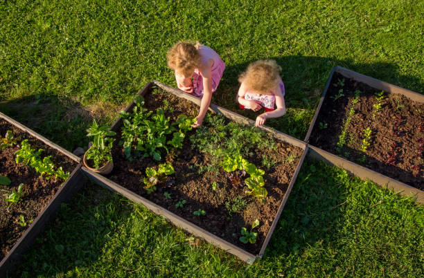 los niños en el jardín comunitario recogen lechuga para comer. cajas llenas de tierra y con varias plantas vegetales que crecen en su interior, cama elevada. soleada tarde de primavera. - leaf vegetable salad child spring fotografías e imágenes de stock