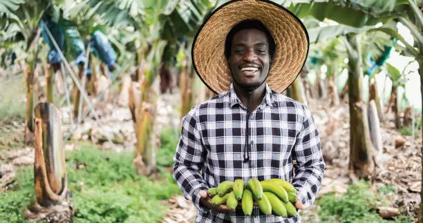 Photo of African farmer man working at greenhouse while holding a banana bunch - Focus on face