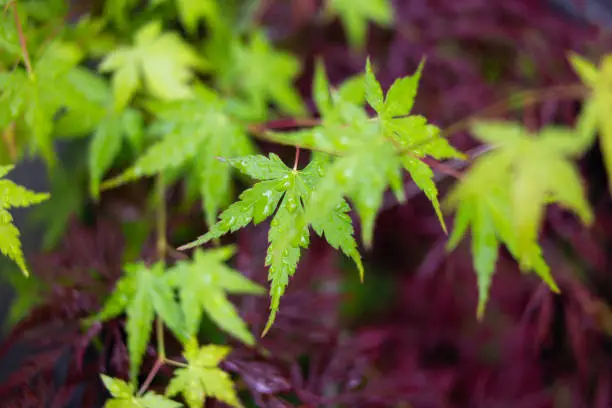 Japanese maple bush fresh green leafs close up shot top view shallow depth of field .