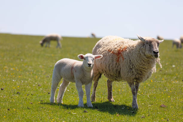 istock English rural landscape with grazing lamb and sheep 1322491490