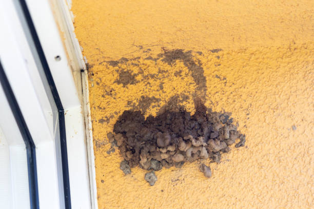 istock Common house martin's nest under construction on the wall 1322491933