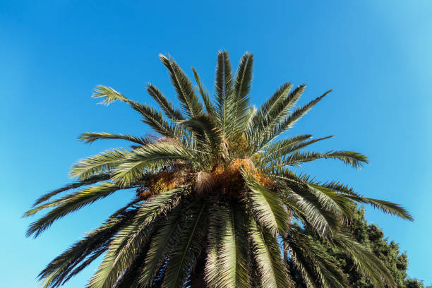 istock Tropical palm tree against blue sky background in summer 1322492797