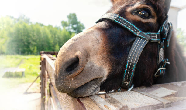 осел нос крупным планом. забавная фотография лица осла в уздечке. - ass mule animal bizarre стоковые фото и изображения