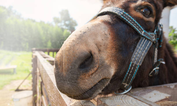 осел нос крупным планом. забавная фотография лица осла. - ass mule animal bizarre стоковые фото и изображения