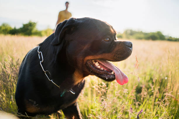 2 Angry Rottweilers 340+ Angry Rottweiler Stock Photos, Pictures & Royalty-Free Images - iStock