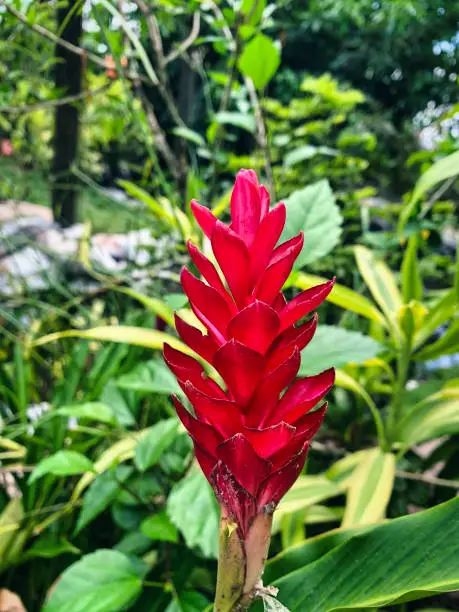 Photo of colorful flowers from the equatorial forest