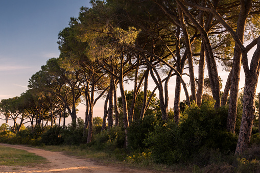 Avenue of Pine trees in Corsica