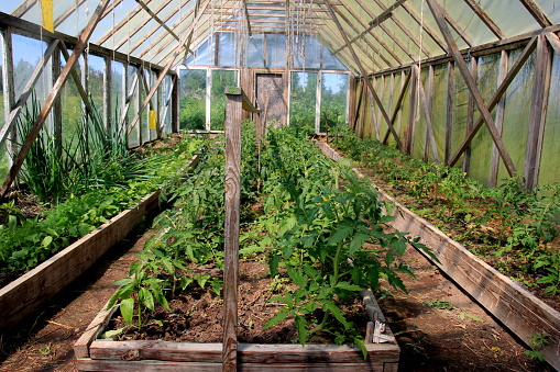 Large film greenhouse with tomato seedlings, on a farm. Tomato plants in vegetable plastic film greenhouse