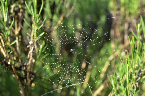 Close up of a spider with a web in the garden