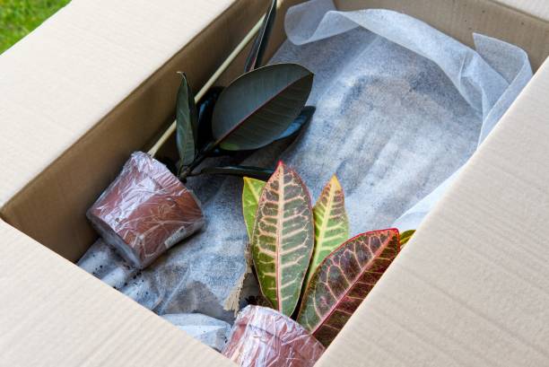istock unboxing houseplants delivered by mail 1322497323