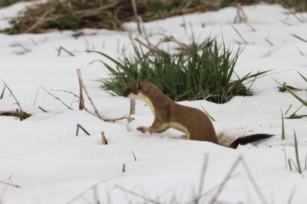 istock stoat (Mustela erminea) Swabian Alps  Germany 1322497990