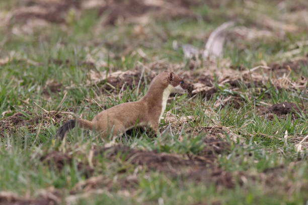 istock stoat (Mustela erminea) Swabian Alps  Germany 1322498002