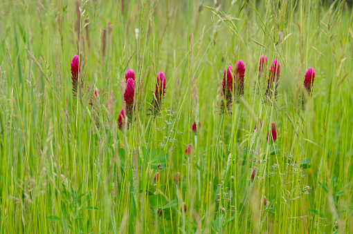 Crimson clover, Trifolium Incarnatum, in a meadow, Veluwe, Netherlands