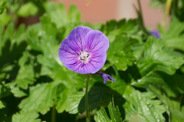 Red geranium 'Max Frei' Geranium sanguineum, pink flowers, spring season in the garden, green background or floral wallpaper