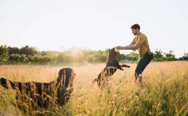 istock A man is playing with his dogs in the field 1322498408