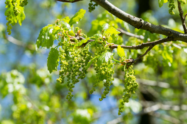 istock Flowers of the oak tree in spring 1322499091