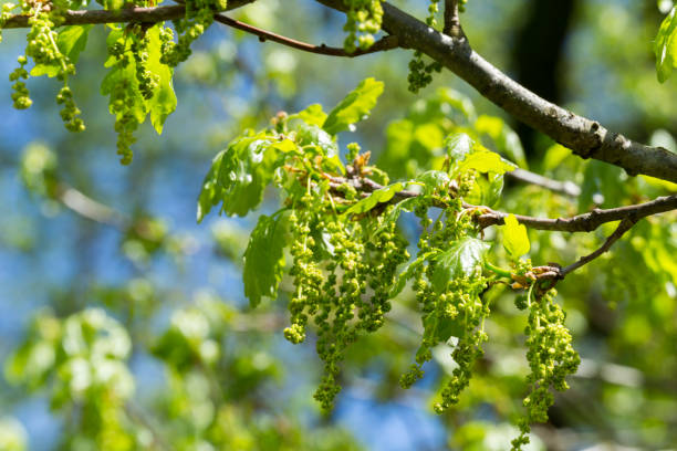 istock Flowers of the oak tree in spring 1322499143