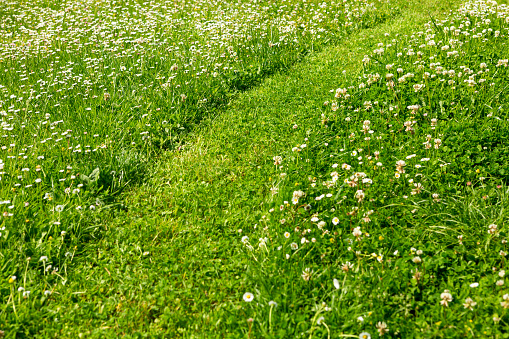 Field full of yellow meadow buttercups wildflowers in Iceland