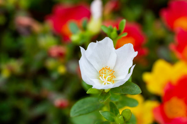 Portulaca grandiflora flower blooming on roadside land. This is beauty of the idyllic, peaceful rural Vietnam
