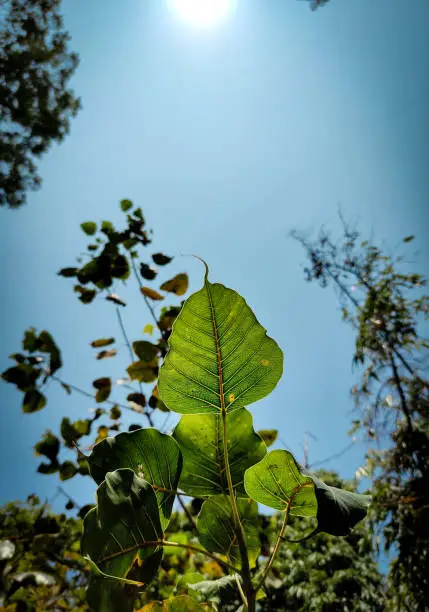 Photo of Leaf