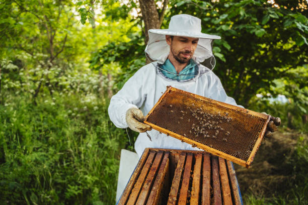 Beekeeper with Honey Frames A beekeeper at work: a beekeeper inspects a brood to see if the queen bee lays eggs and if worker bees import honey bee photos stock pictures, royalty-free photos & images