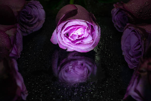 istock Purple rose macro closeup with water drop on petals. 1322501590