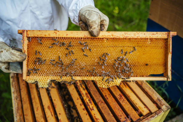 istock Hive and honeycomb- close up 1322502039