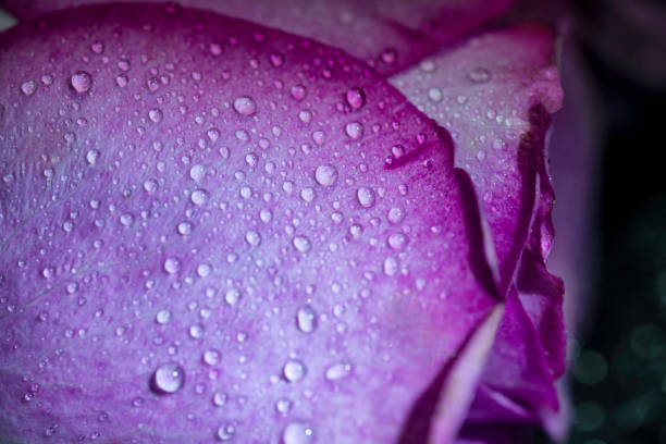 istock Purple rose macro closeup with water drop on petals. 1322503642
