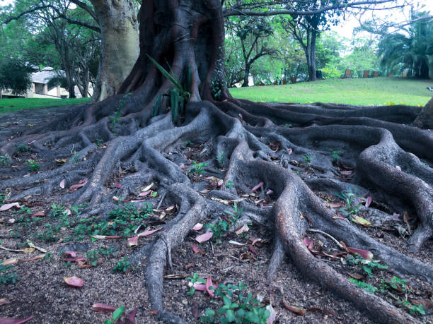 istock Tree in the forest with interesting and exposed roots 1322503704