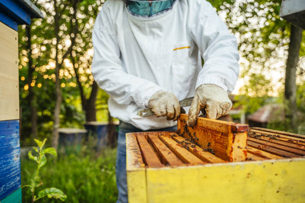 istock Hive and honeycomb- close up 1322503715